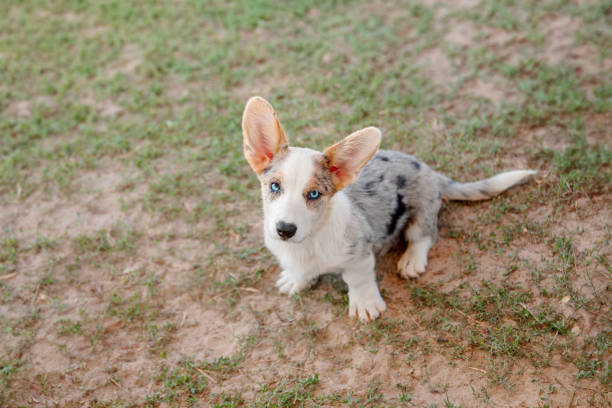 Welsh Corgi Cardigan Puppy with Blue Eyes