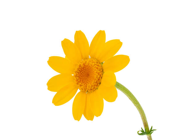Anacyclus radiatus is a species of annual herb in the family Asteraceae native to the western Mediterranean Basin
