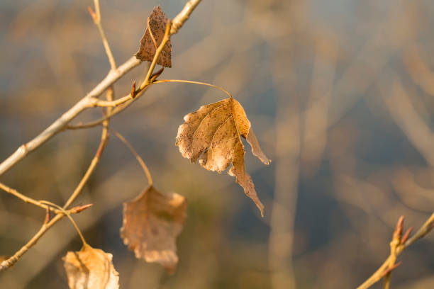 Dry leaves on poplar tree branch in autumn park, a beautiful sunny close-up