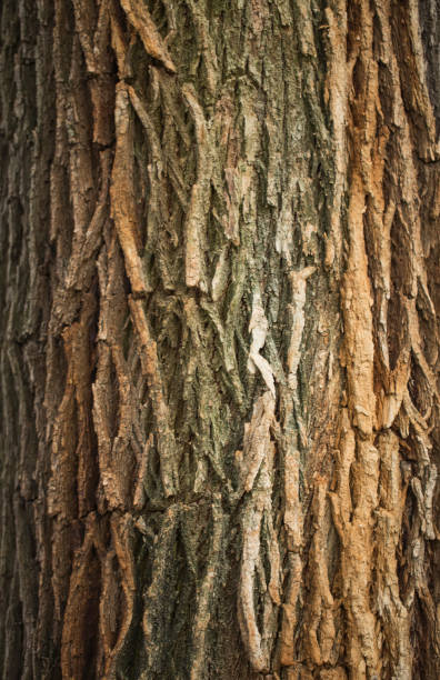 Ashy elm tree bark, a sunlit close-up in park