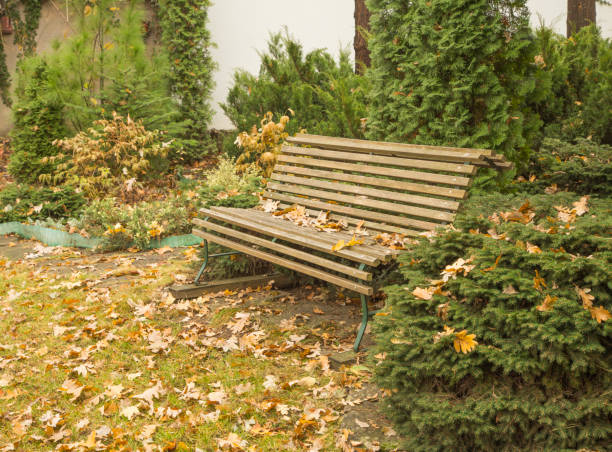 Empty bench in park. A beautiful mix of autumn leaves, grass, fir tree, thuja bushes.