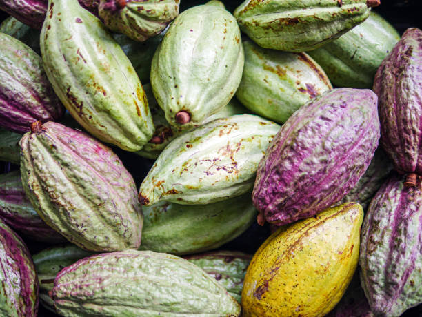 istock Unripe green cacao pod or raw cocoa fruit background 2188365172