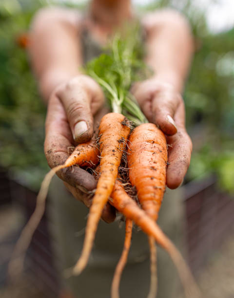 istock Farmer is holding fresh organic carrots 2188365460