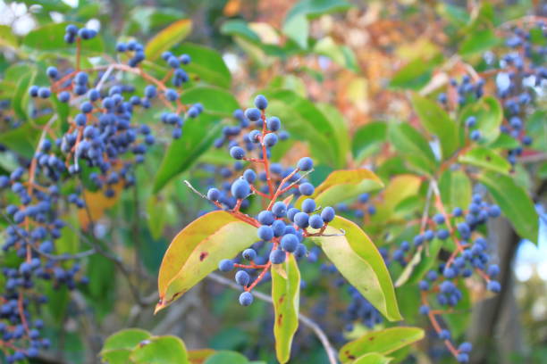 istock Evergreen tree, glossy privet, adorns the garden 2188367881