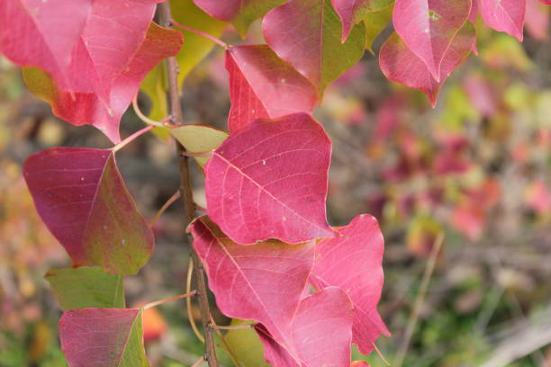 istock Autumn foliage, vivid gradation 2188367883