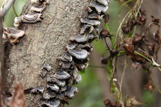 istock Feeling the strength of nature through mushrooms 2188368002