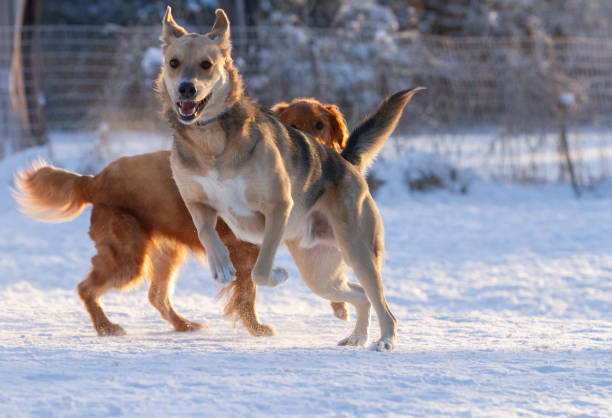 istock Two dogs playing in the winter morning sun. 2188368320