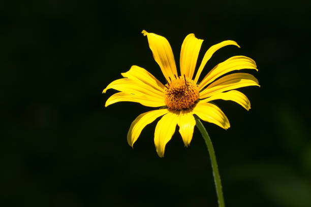 Sunflower with yellow petals and orange center on a thin green stem growing in front of a dark blurry background