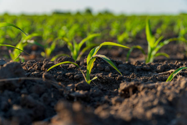 istock Young maize plants push through dark soil, reaching towards the sunlight in a vibrant rural field. The scene captures the essence of growth and agricultural life 2188370181