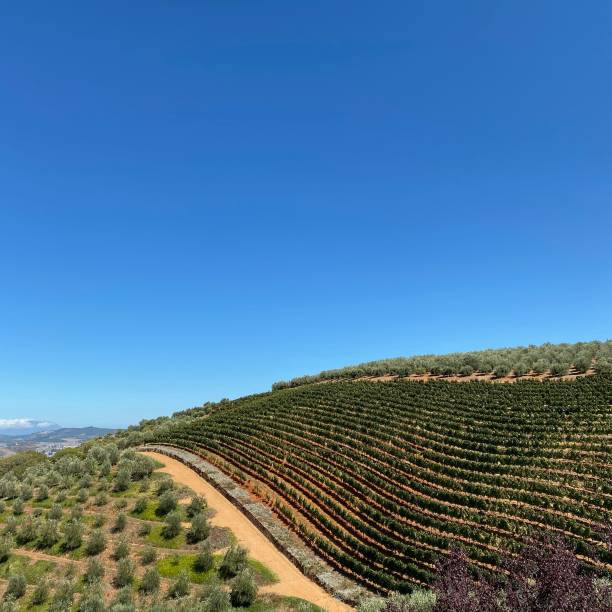 istock Vineyard in South Africa 2188371945