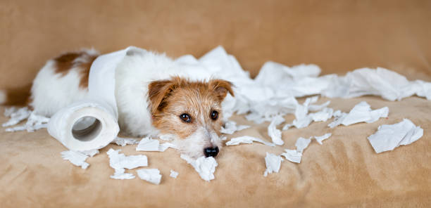 istock Naughty mischievous dog after chewing toilet paper 2188373227
