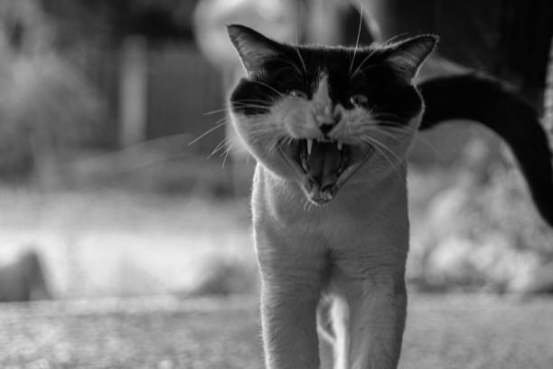 Blurred black and white cat in an aggressive pose, capturing wild feline emotions in artistic photography