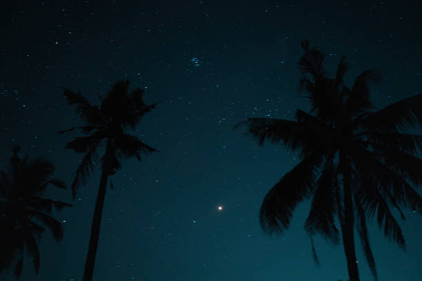 istock Silhouettes of palm trees and starry sky 2188374255