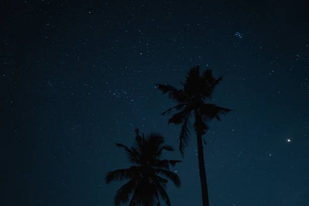 istock Silhouettes of palm trees and starry sky 2188374268