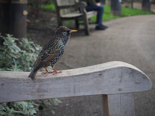 istock Starling (sturnus vulgaris) on a park bench in Lincoln's Inn Fields, London 2188374673