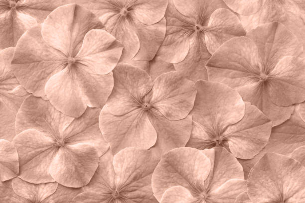 istock brown mocha color of 2025 year 2188375686
