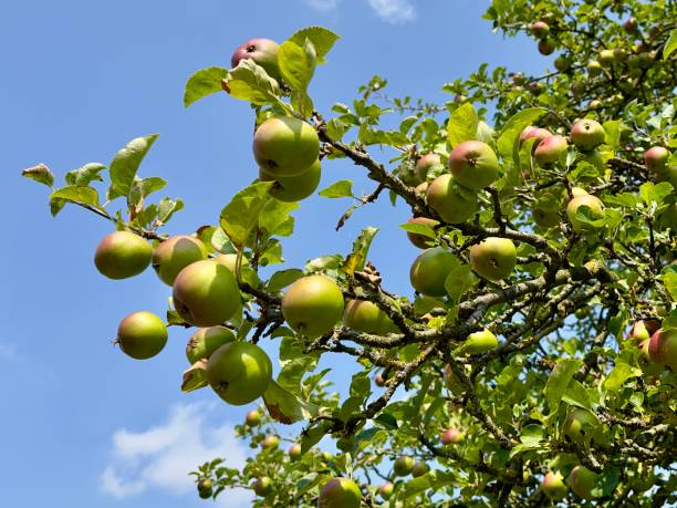 istock Apples growing on a tree against a blue sky in summer. 2188375964