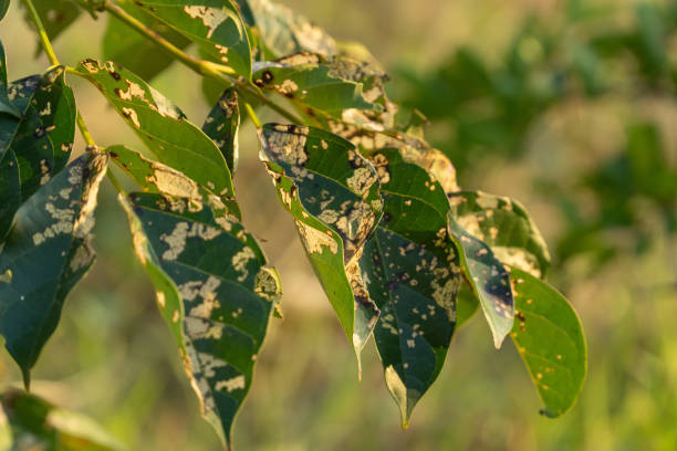 istock Mold on a leaf under evening sunlight, representing nature's cycle of decay and renewal in macro detail 2188376779