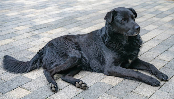 istock A black dog is laying on a brick floor 2188376893