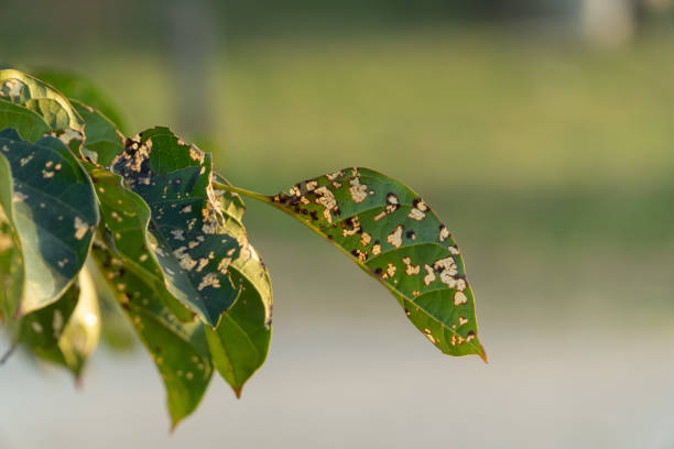 istock Mold on a leaf under evening sunlight, representing nature's cycle of decay and renewal in macro detail 2188376921