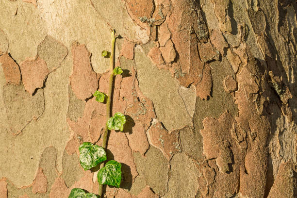 Close-up of ivy climbing a plane tree trunk with colorful peeling bark, creating a beautiful natural texture