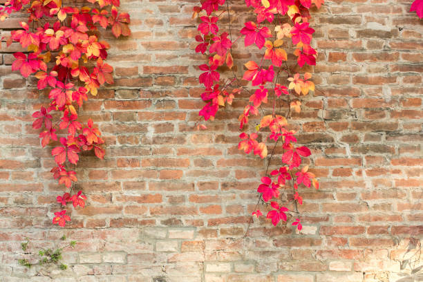 Red and orange autumn leaves climbing on an old brick wall creating a beautiful fall background