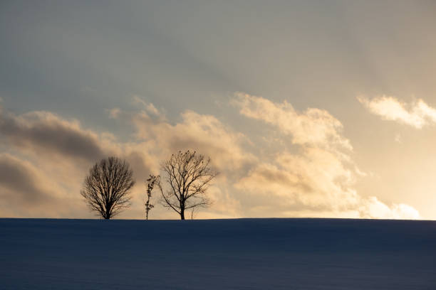 Groves standing on a hill at dusk in winter