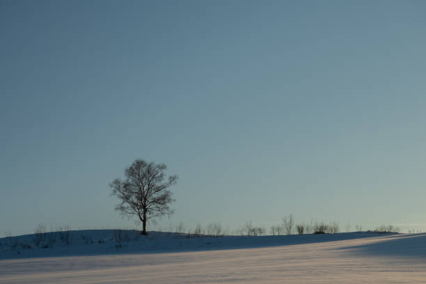 Lone tree in a frozen landscape.
