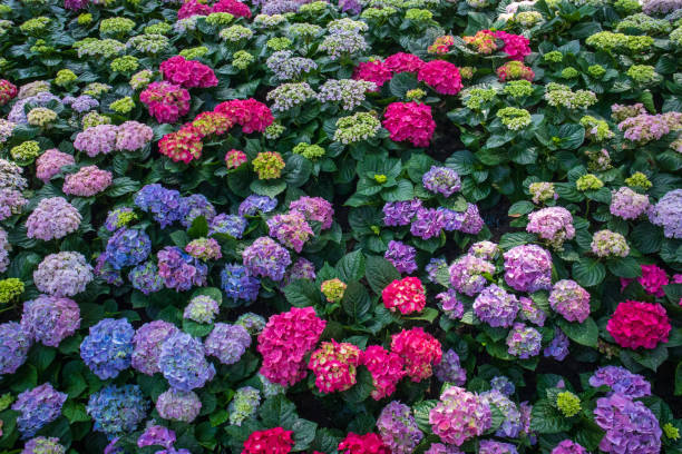 Beautiful colorful hydrangeas blooming in the garden.