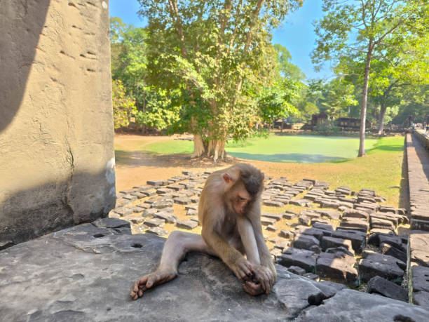 The monkey picking her nails at Angkor Thom, Cambodia.