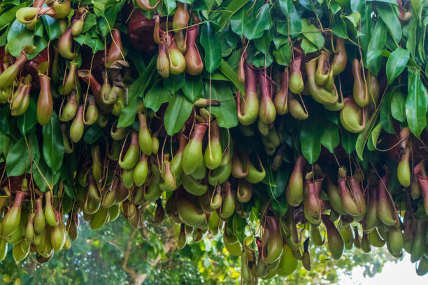 Nepenthes plants (tropical pitcher plants or monkey cups) are insectivorous plants with leaves that have evolved into traps for catching insects.