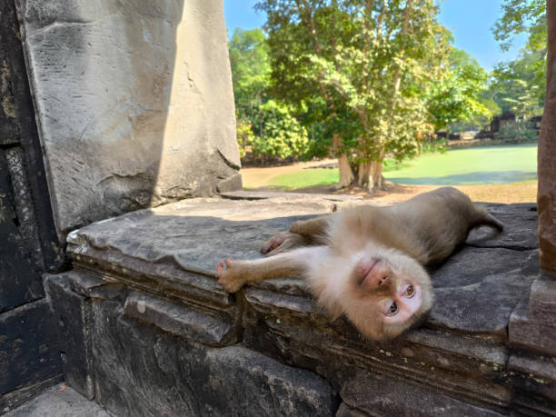 The monkey lay down look at the sky in Angkor Thom, Cambodia.