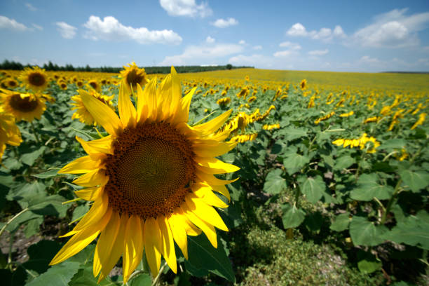 istock Closeup view on sunflowers field in Turkey 2188378705