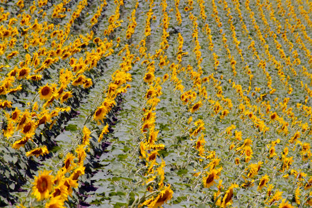 Closeup view on sunflowers field in Turkey