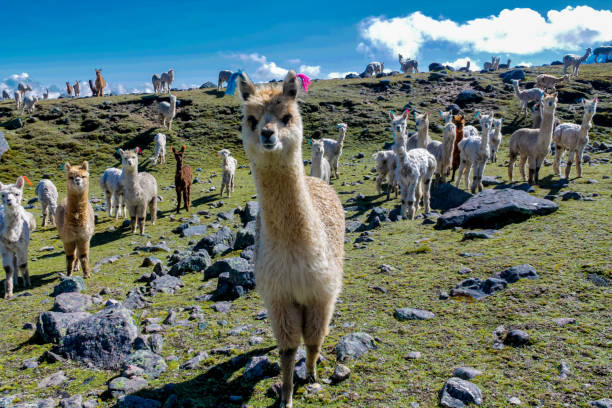Llama and alpaca animal herd on a green meadow in Peru. Domestic and wild animals of the Andes mountains. Alpaca fluffy nice animals and babies