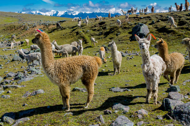 istock Llama and alpaca animal herd on a green meadow in Peru 2188378914