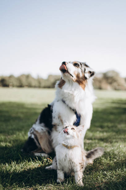 Cat and dog in the same pose on a green field
