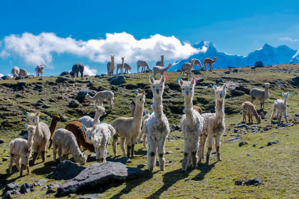 istock Llama and alpaca animal herd on a green meadow in Peru 2188379059