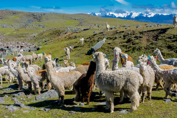 istock Llama and alpaca animal herd on a green meadow in Peru 2188379178