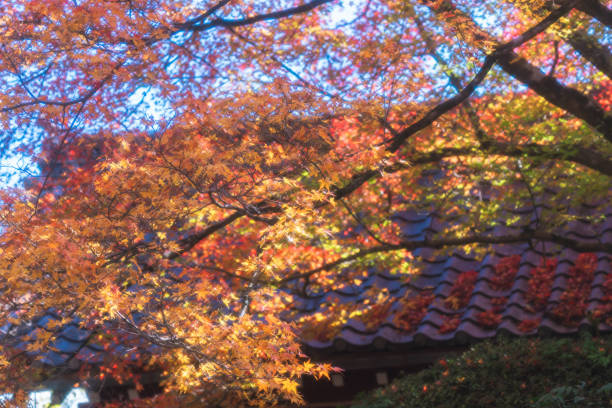 istock Beautiful color leaves at Kyoto. 2188379210