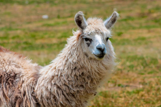 istock Llama and alpaca animal herd on a green meadow in Peru 2188379417