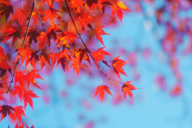 istock Beautiful color leaves at Kyoto. 2188379424