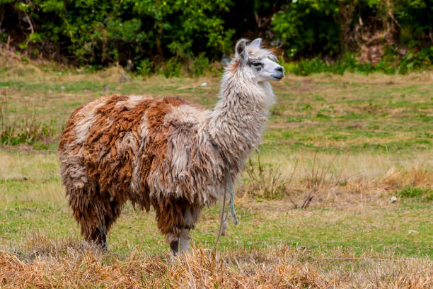 istock Llama and alpaca animal herd on a green meadow in Peru 2188379429