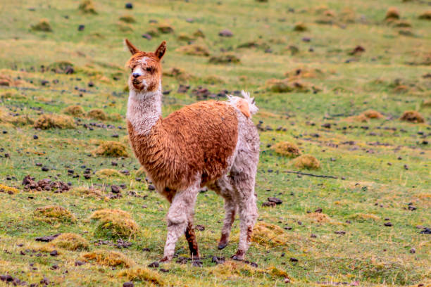 istock Llama and alpaca animal herd on a green meadow in Peru 2188380498