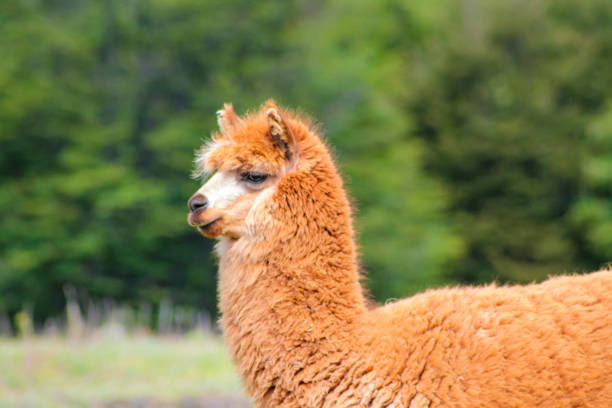 istock Llama and alpaca animal herd on a green meadow in Peru 2188380826