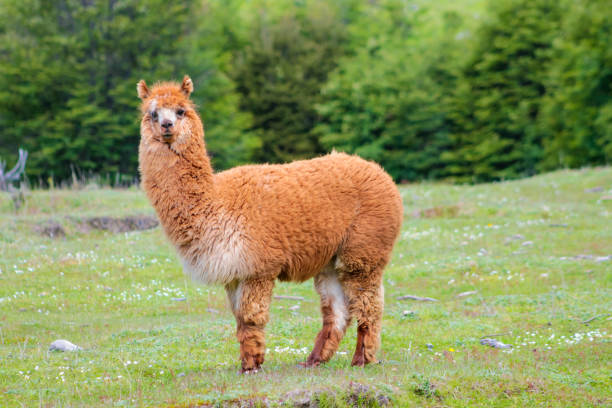 istock Llama and alpaca animal herd on a green meadow in Peru 2188380959