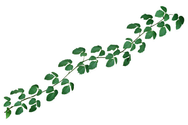 istock Vine plant ivy isolated on white background. Clipping path 2188381033