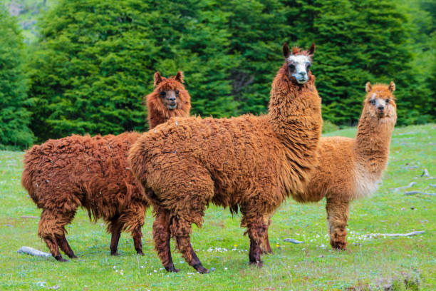 istock Llama and alpaca animal herd on a green meadow in Peru 2188381040