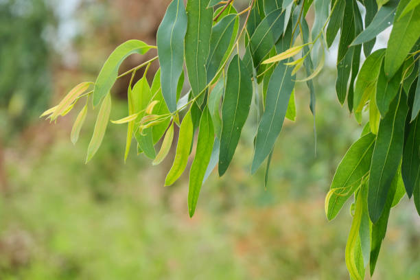 istock Eucalyptus leaves. branch eucalyptus tree nature background 2188381324