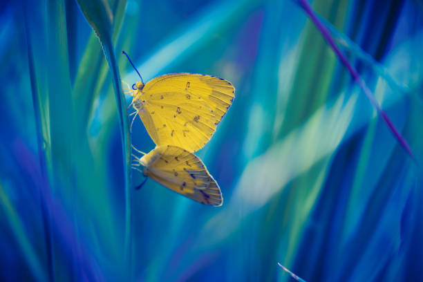 Yellow Butterfly on grass leaf nature, outdoor